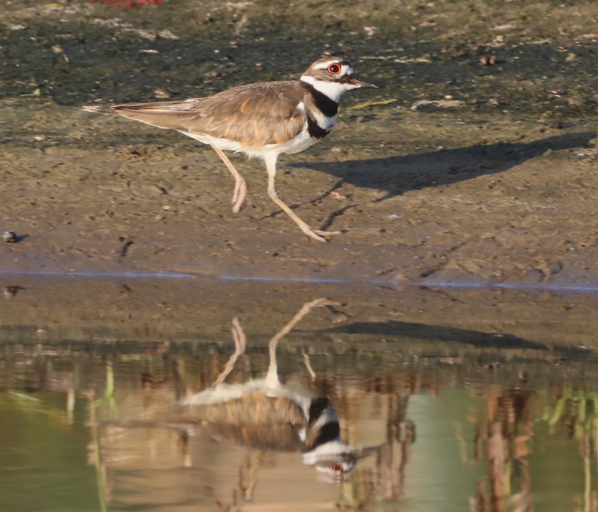 Killdeer - ML619685241