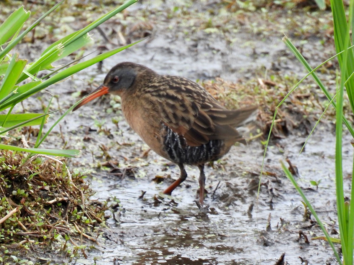 Virginia Rail - ML619685242