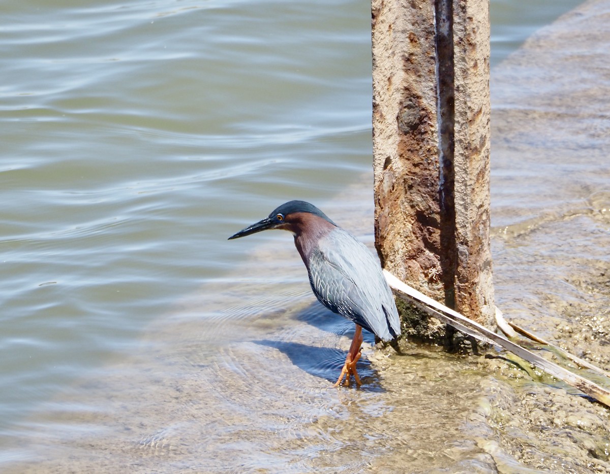 Green Heron - ML619685246