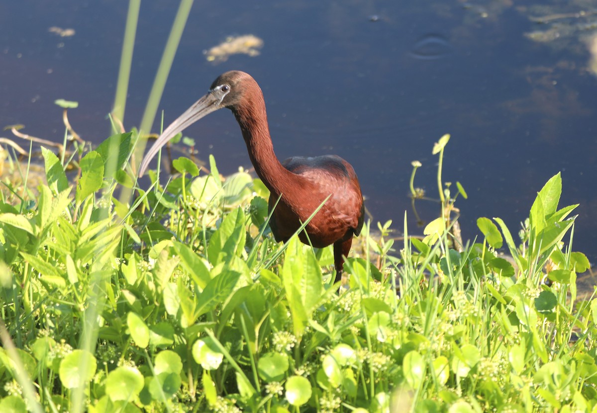 ibis hnědý - ML619685247