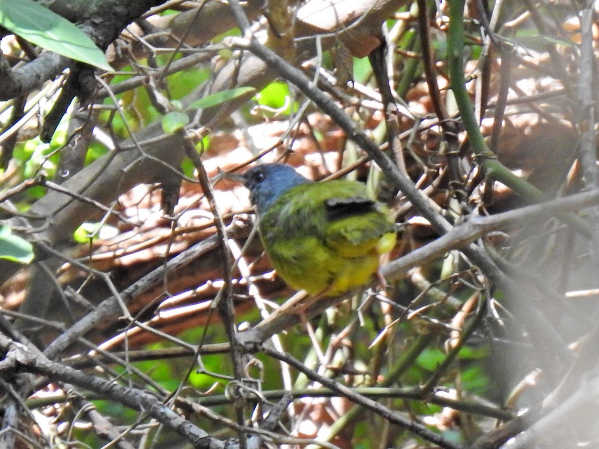 Mourning Warbler - ML619685253