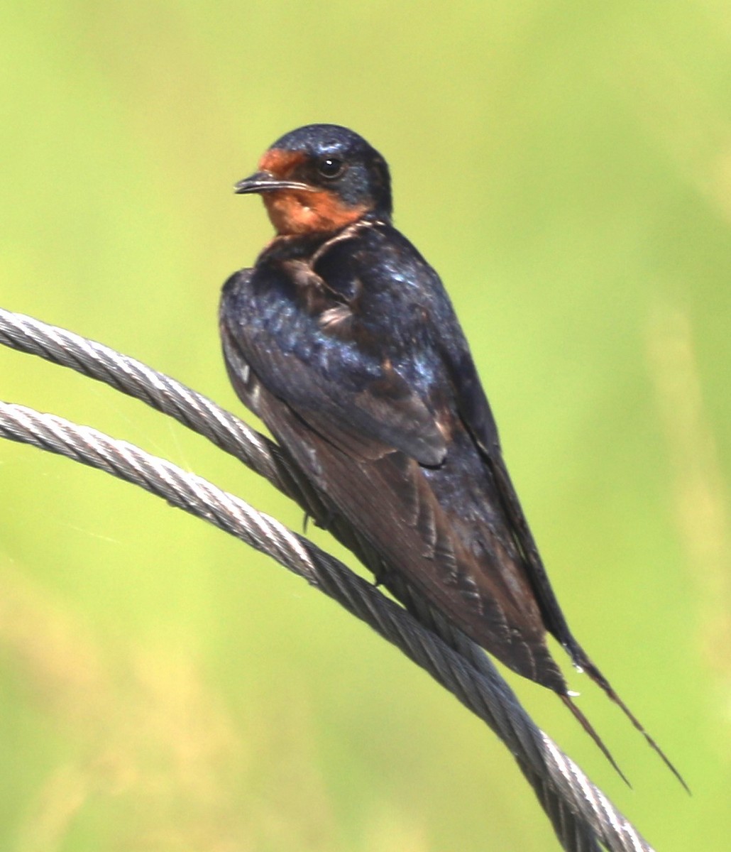 Barn Swallow - Glenn Blaser