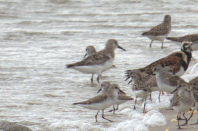 Bécasseau sanderling - ML619685257