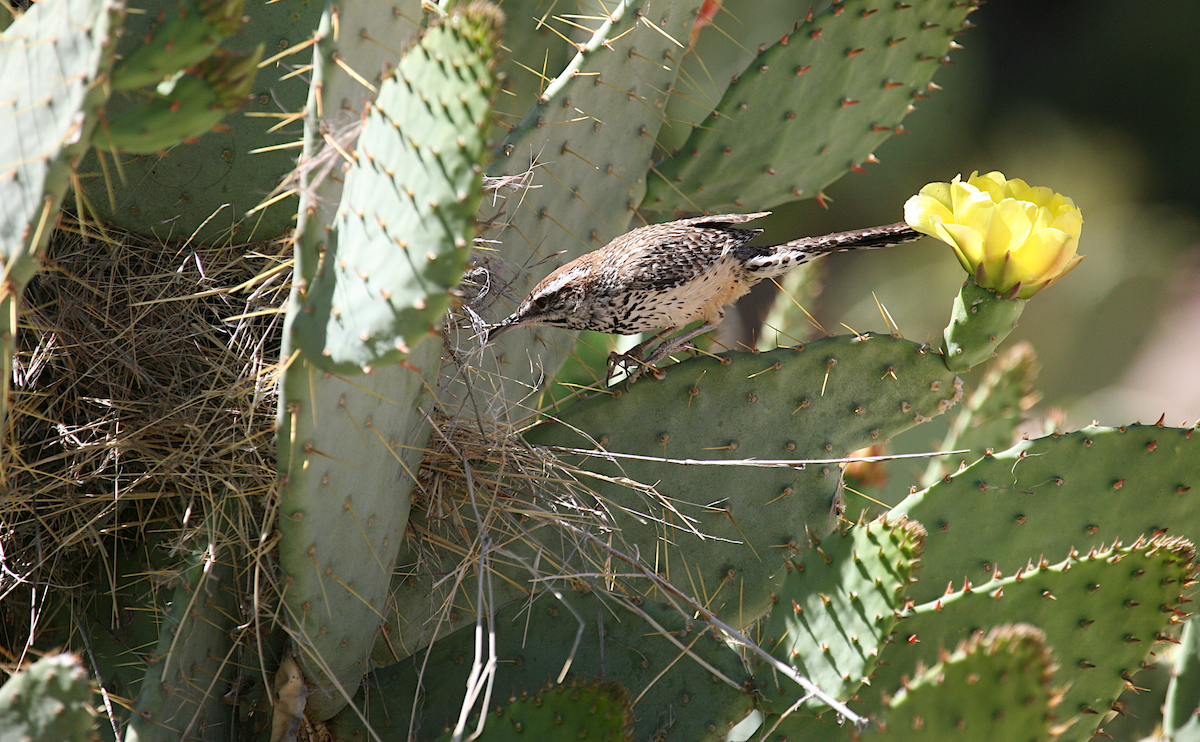 Cactus Wren - ML619685263