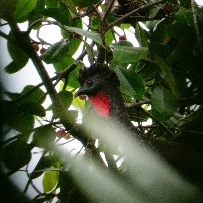 Crested Guan - ML619685271