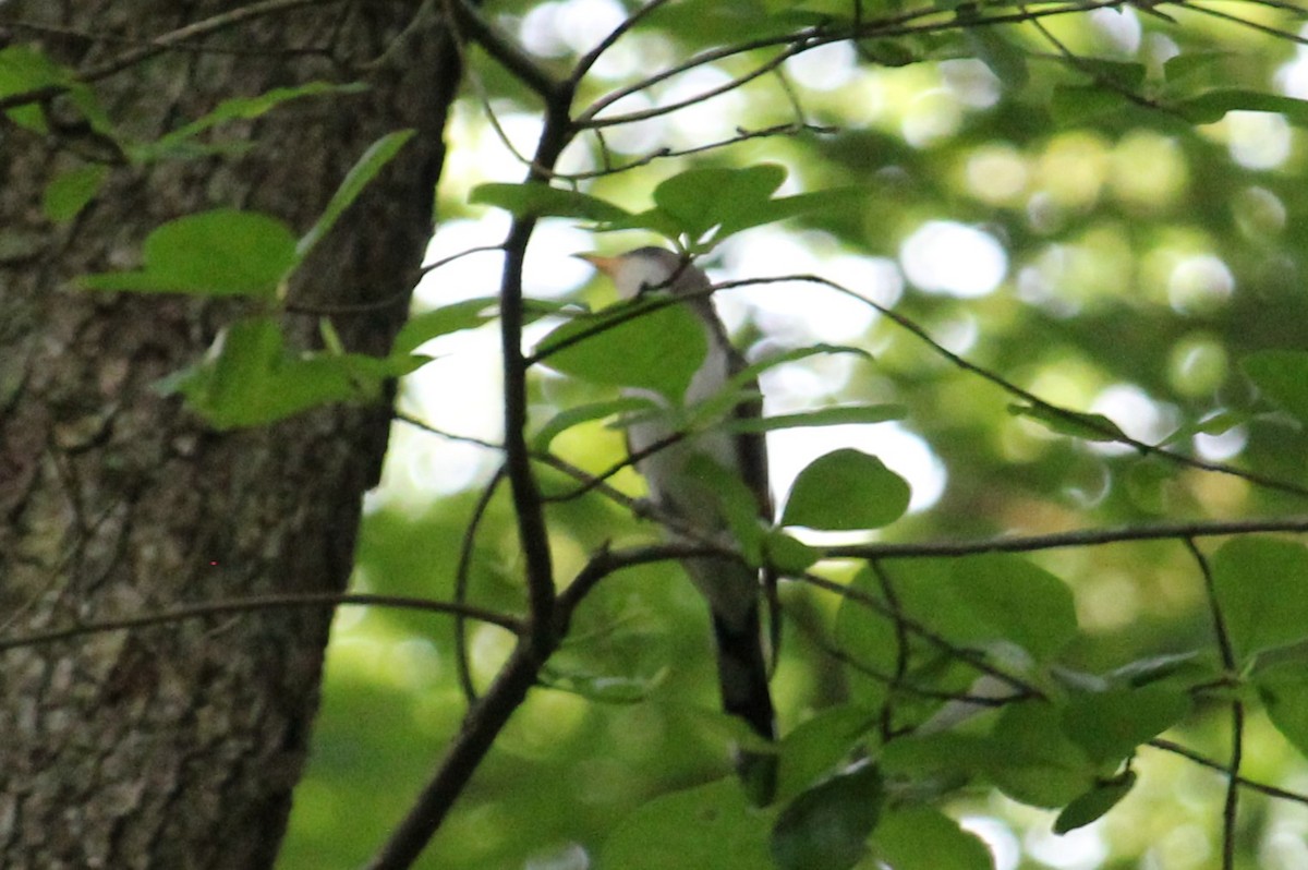 Yellow-billed Cuckoo - ML619685272