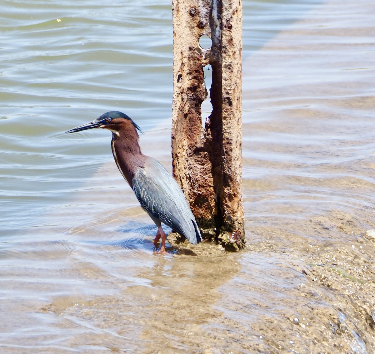 Green Heron - ML619685297