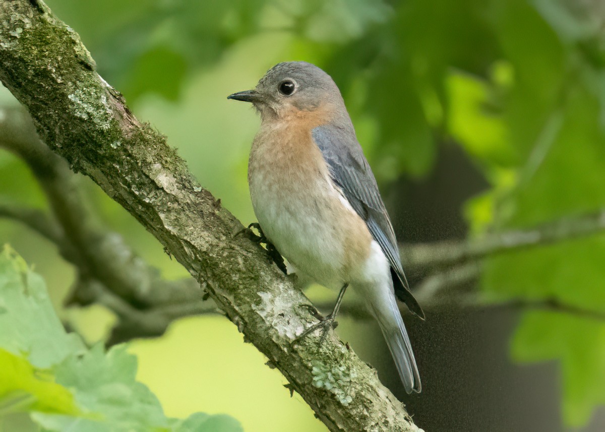 Eastern Bluebird - ML619685311