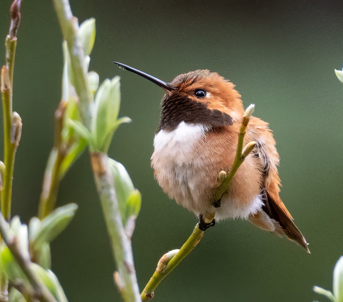 Rufous Hummingbird - ML619685321