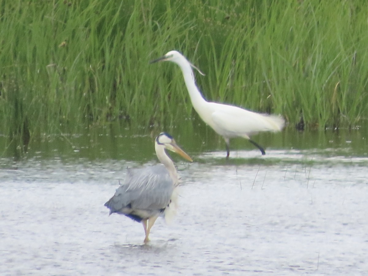 Gray Heron - ML619685340