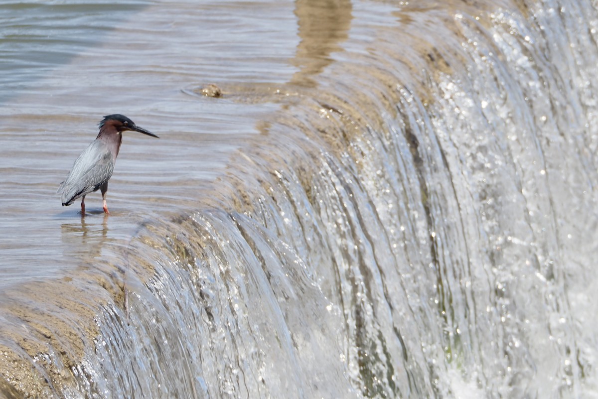 Green Heron - ML619685344