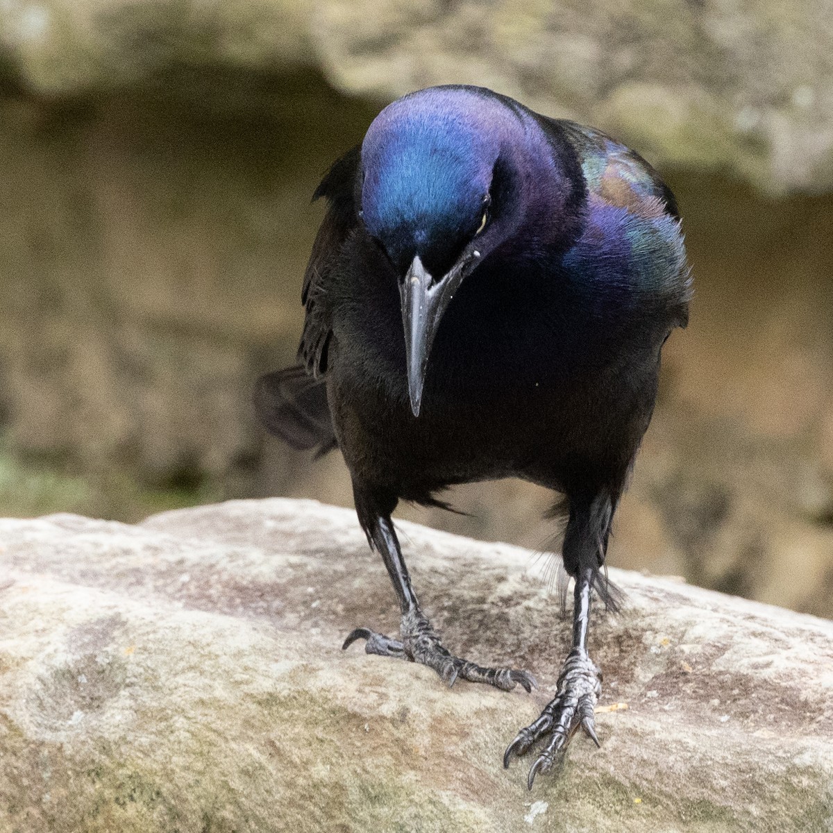 Common Grackle - ML619685354