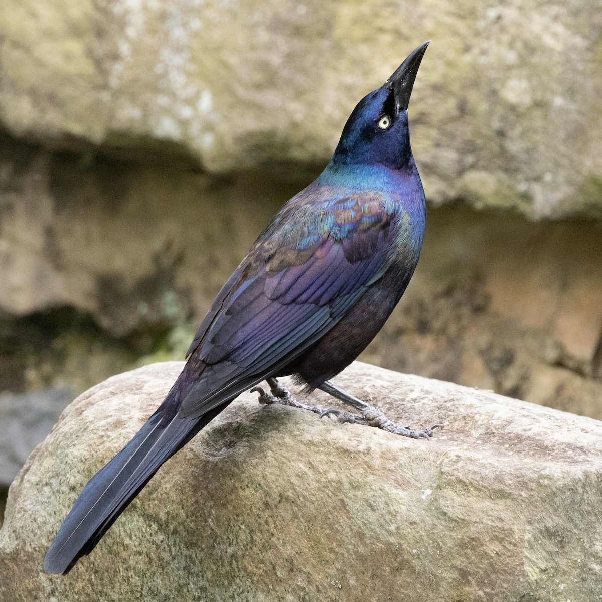 Common Grackle - ML619685355