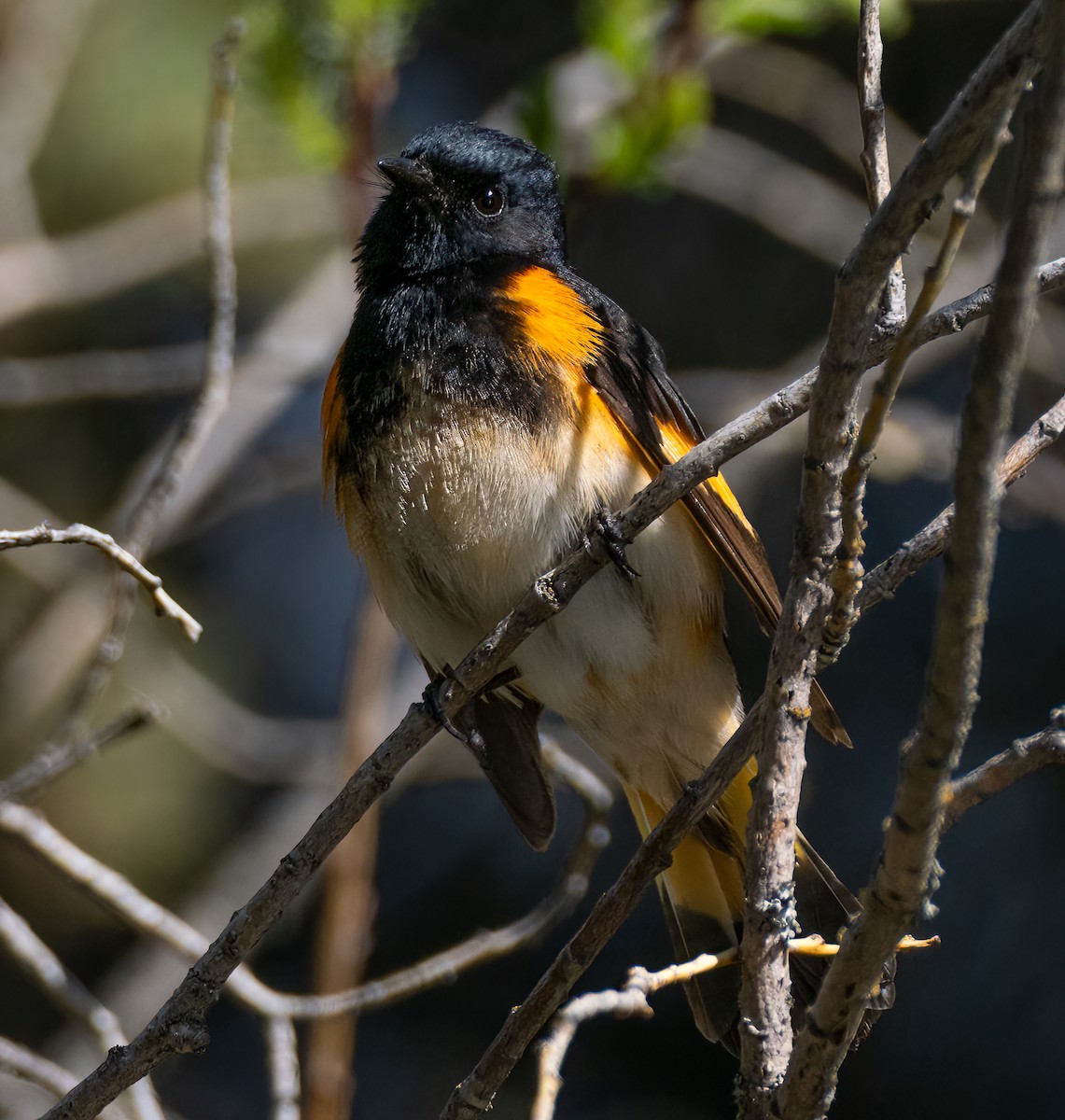 American Redstart - ML619685391