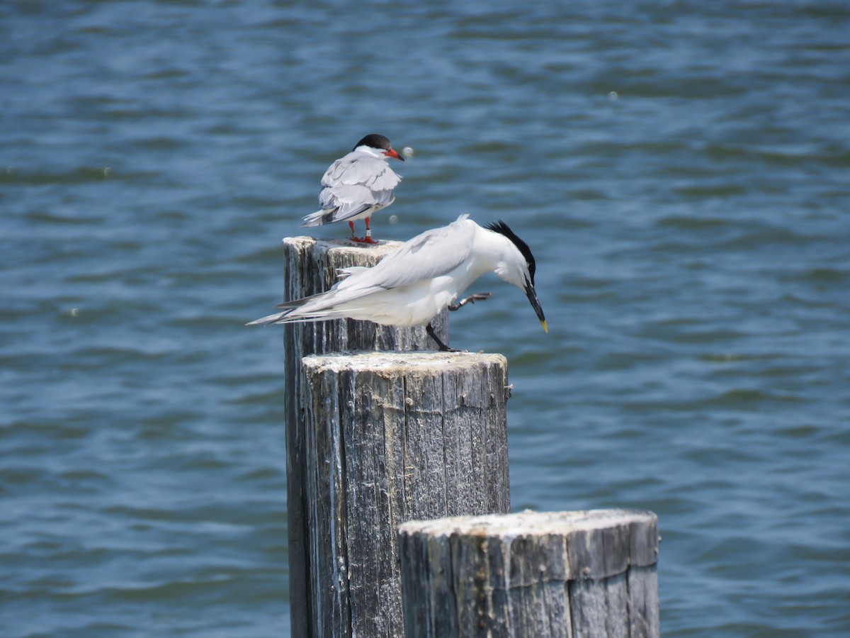 Sandwich Tern - ML619685426