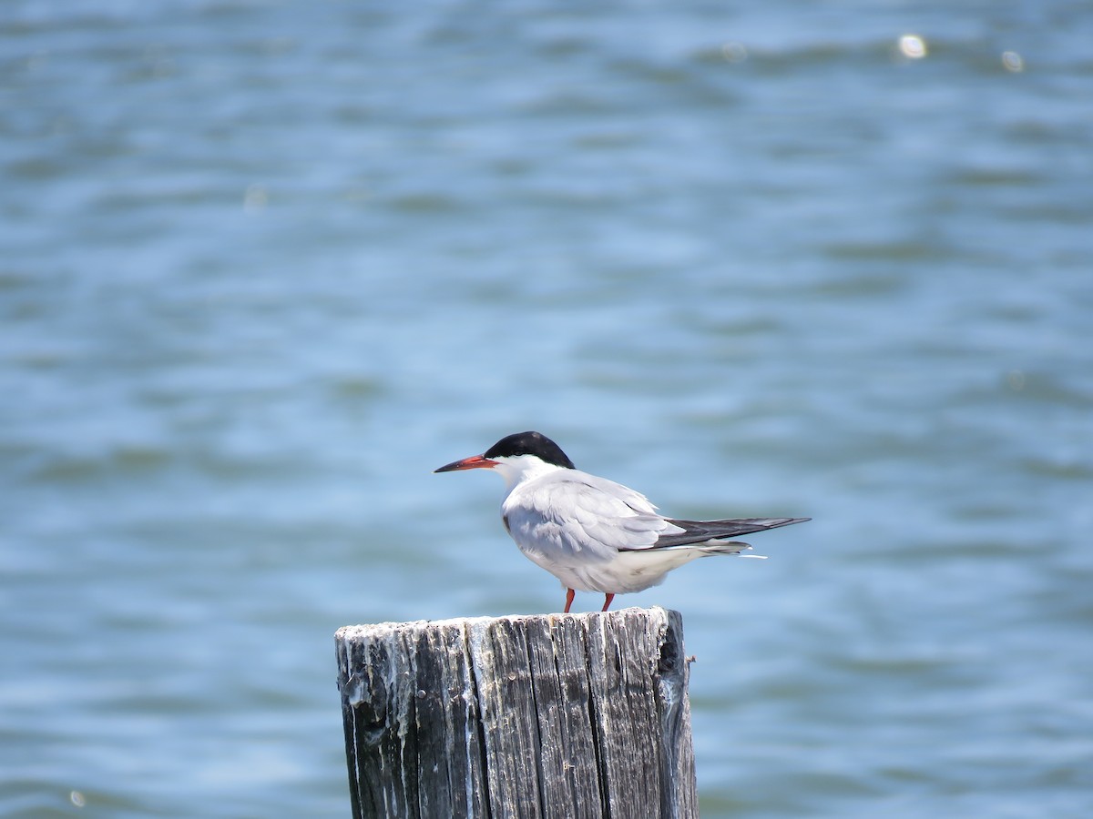 Common Tern - ML619685437