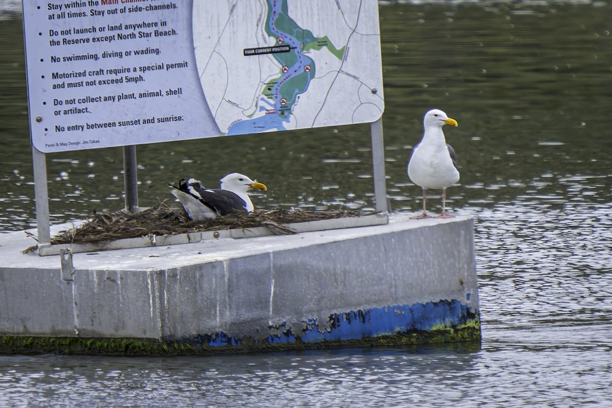 Western Gull - ML619685441