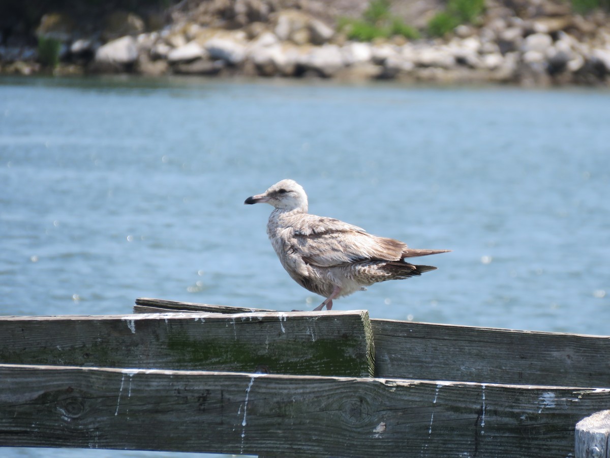 Gaviota Argéntea - ML619685451