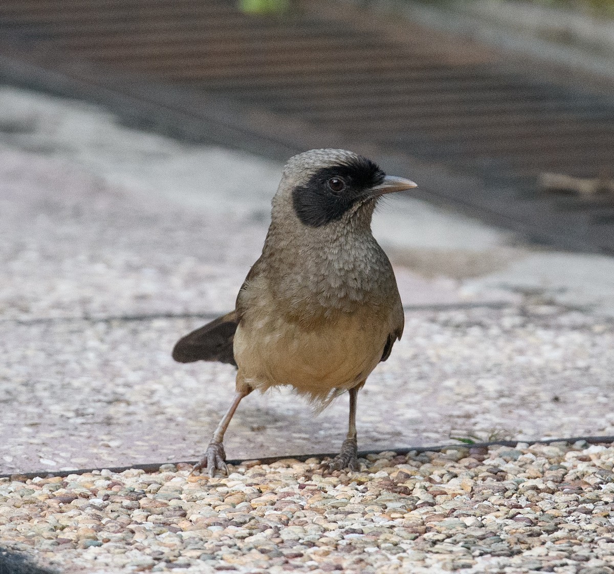 Masked Laughingthrush - ML619685465