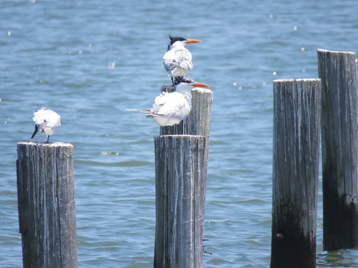 Royal Tern - Benjamin Redman