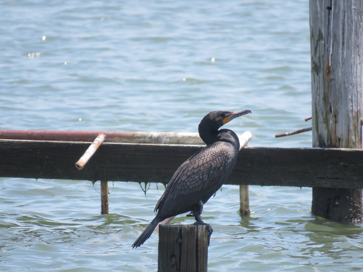 Cormoran à aigrettes - ML619685479