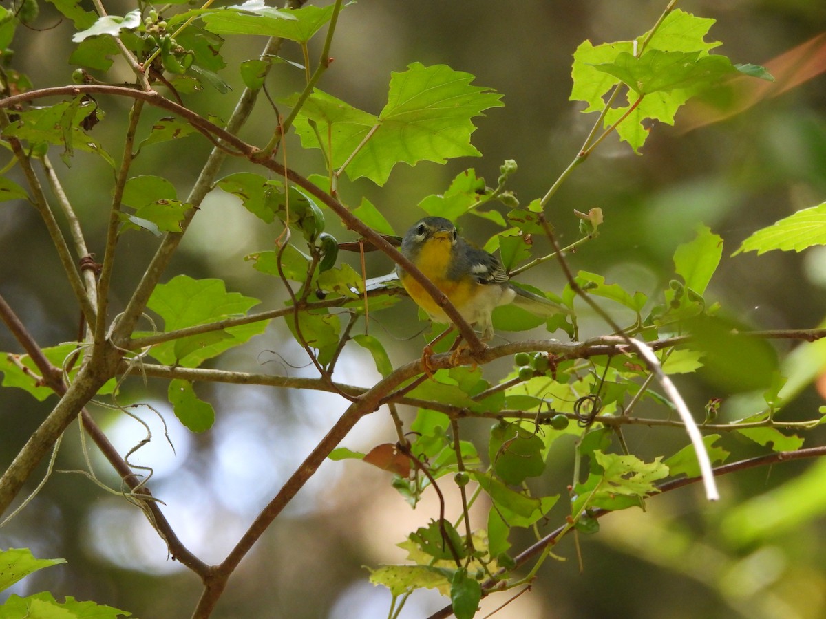 Northern Parula - ML619685481