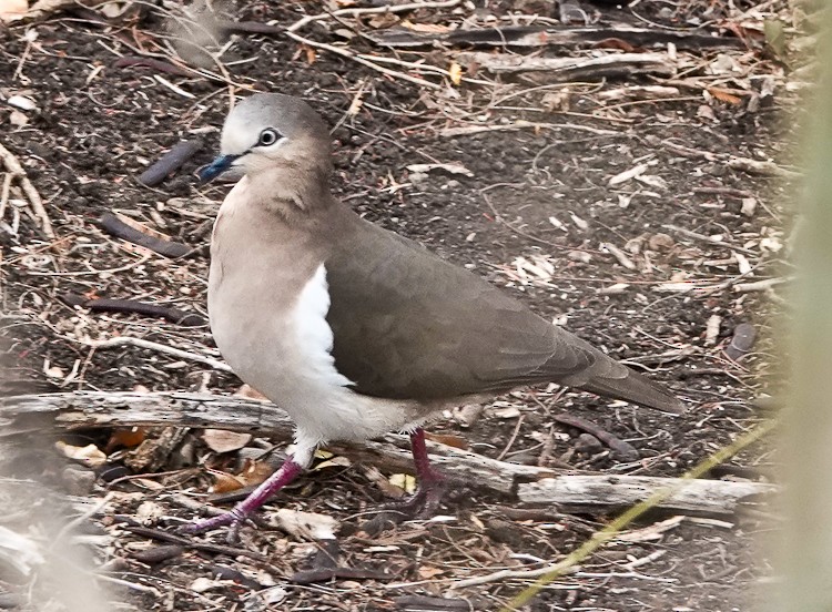 Grenada Dove - ML619685484