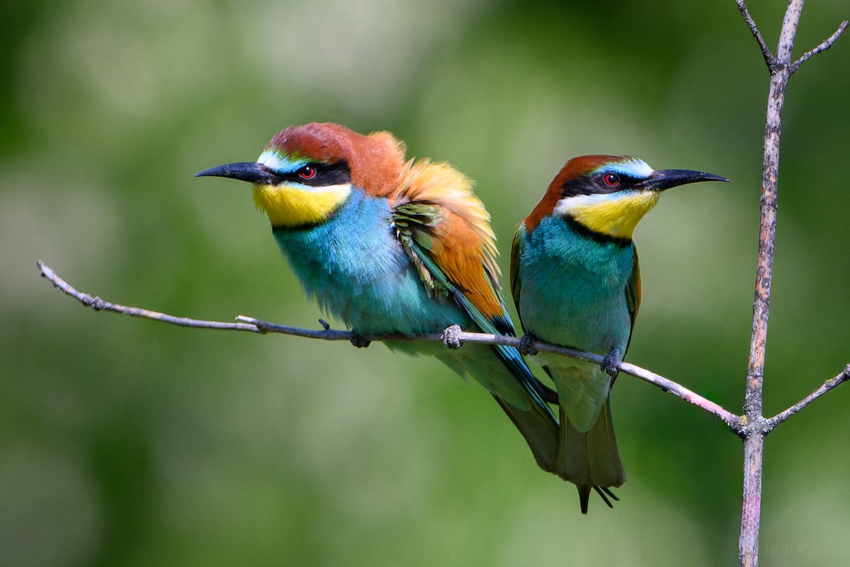 European Bee-eater - ML619685497