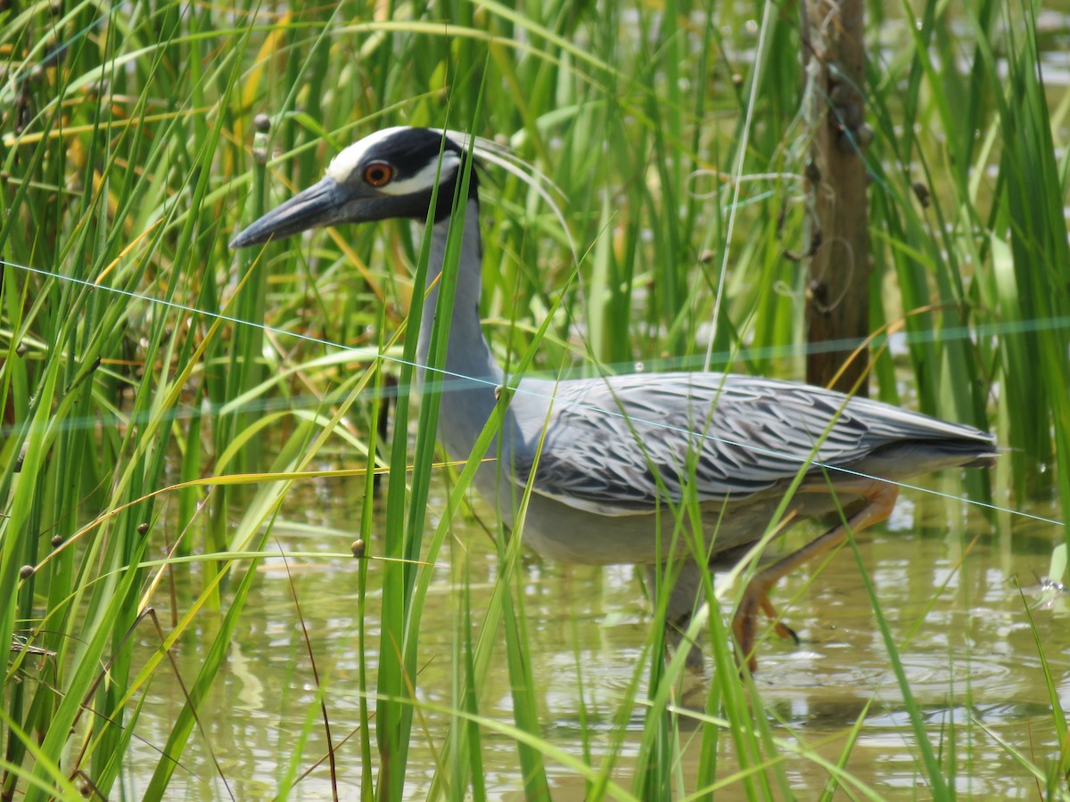 Yellow-crowned Night Heron - ML619685506