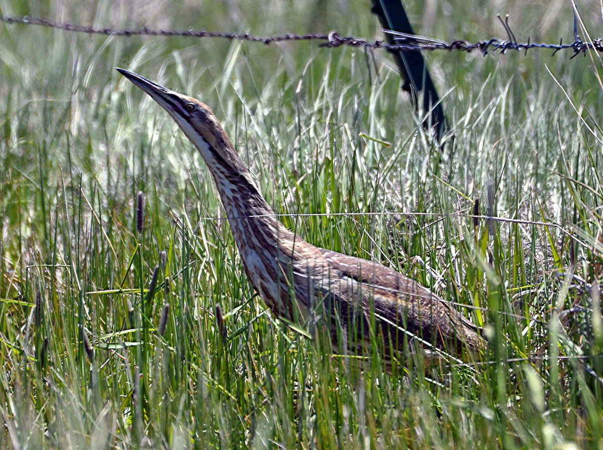 American Bittern - ML619685515