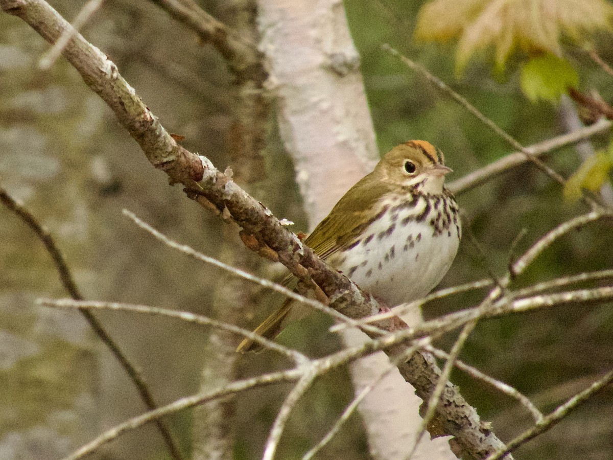 Ovenbird - ML619685561