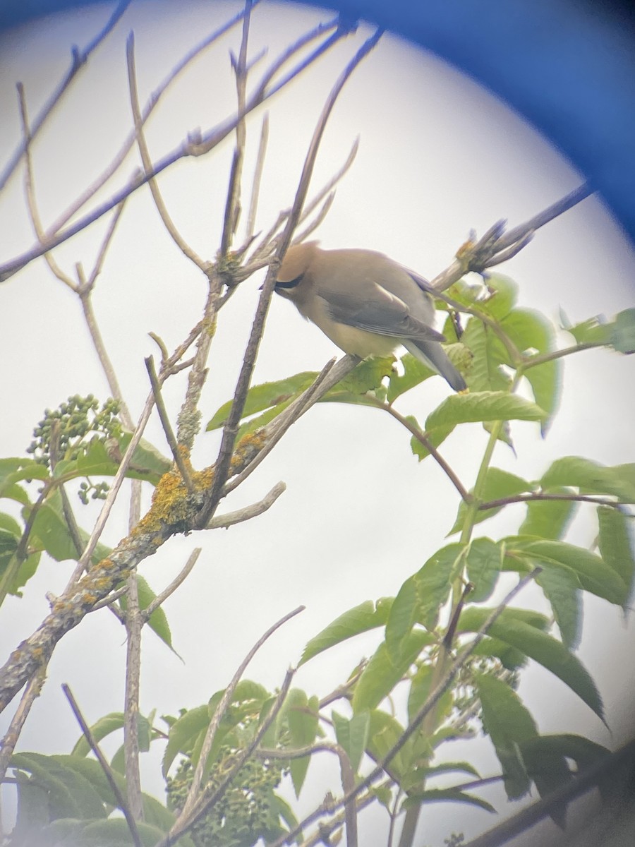 Cedar Waxwing - ML619685579