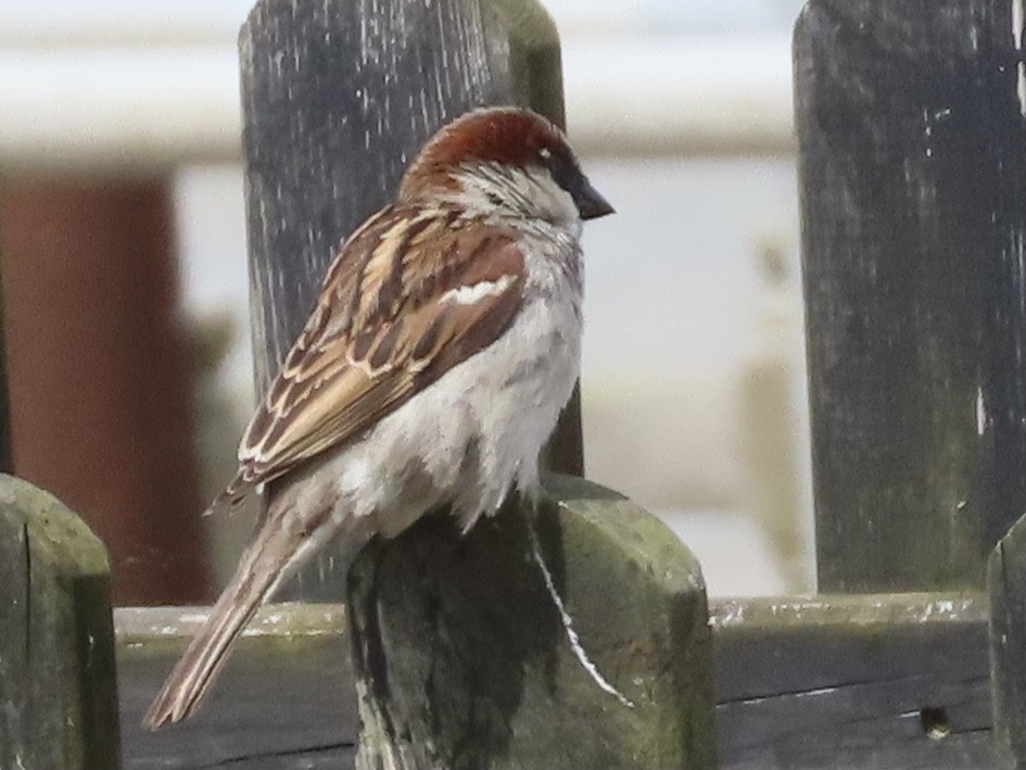 House Sparrow - ML619685590