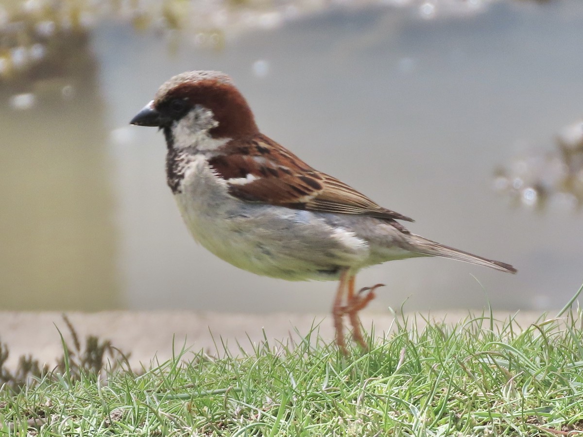 House Sparrow - ML619685593