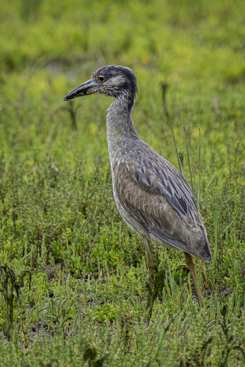 Yellow-crowned Night Heron - ML619685597