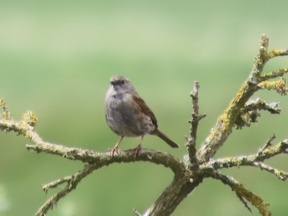 Dunnock - ML619685614