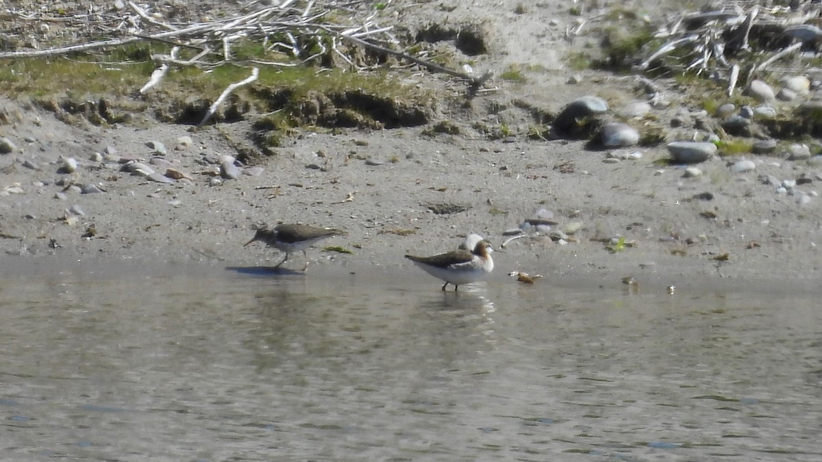 Wilson's Phalarope - ML619685625