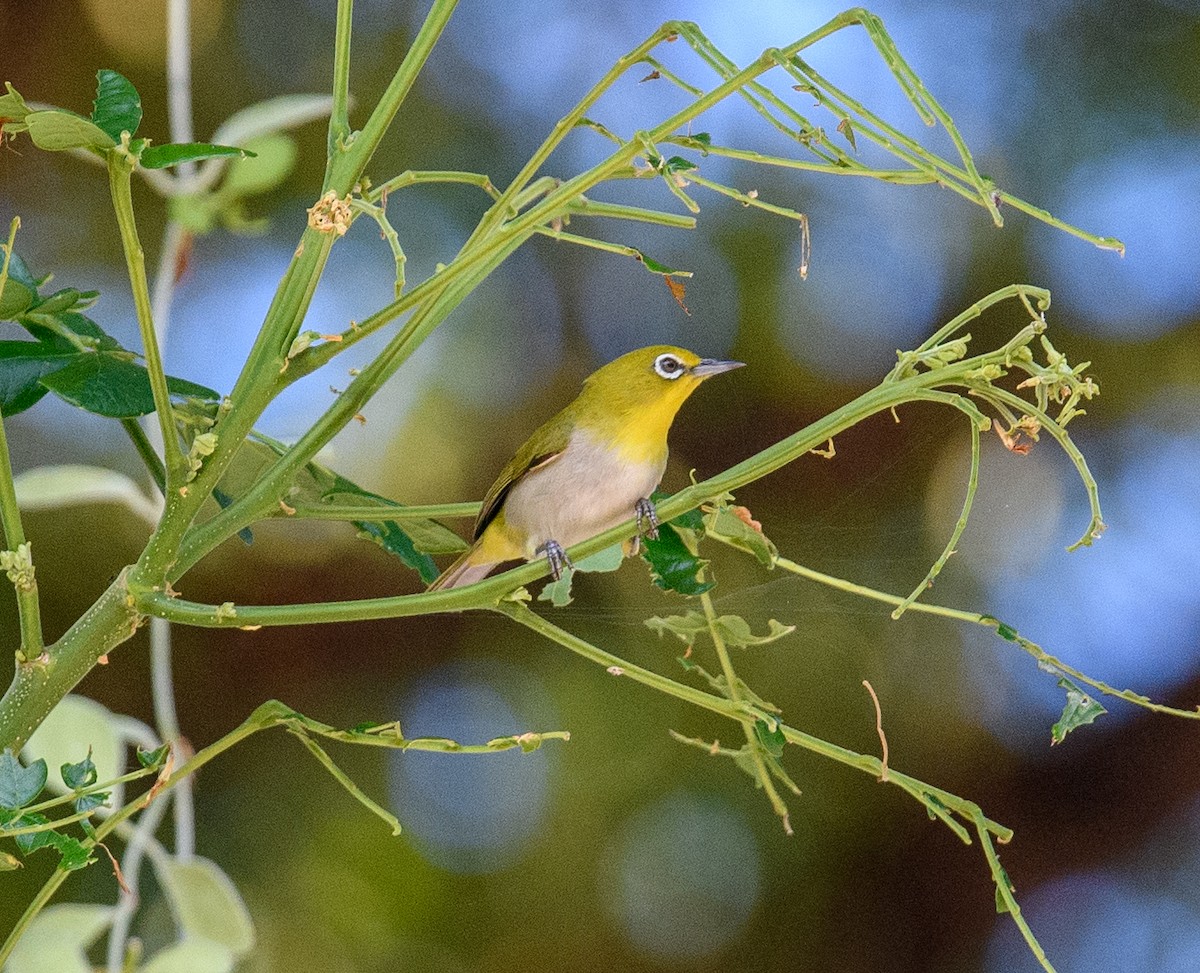 Lowland White-eye - ML619685643