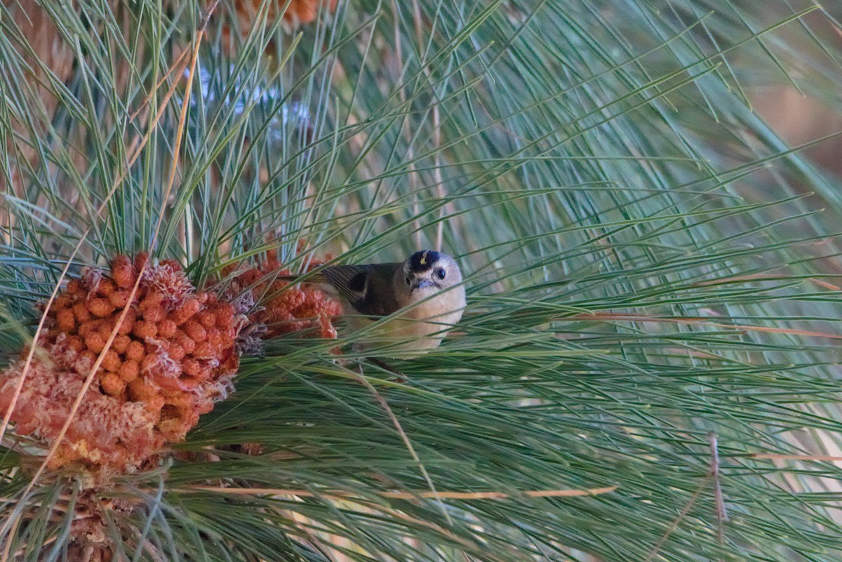 Wintergoldhähnchen (teneriffae) - ML619685647