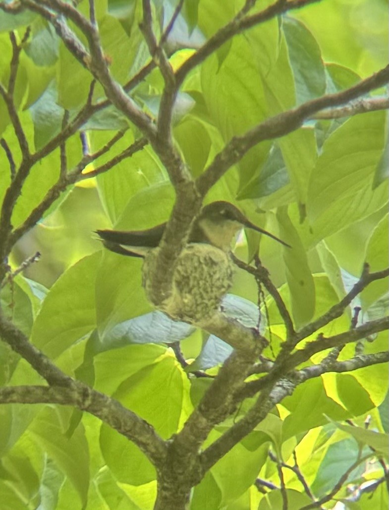 Ruby-throated Hummingbird - ML619685652