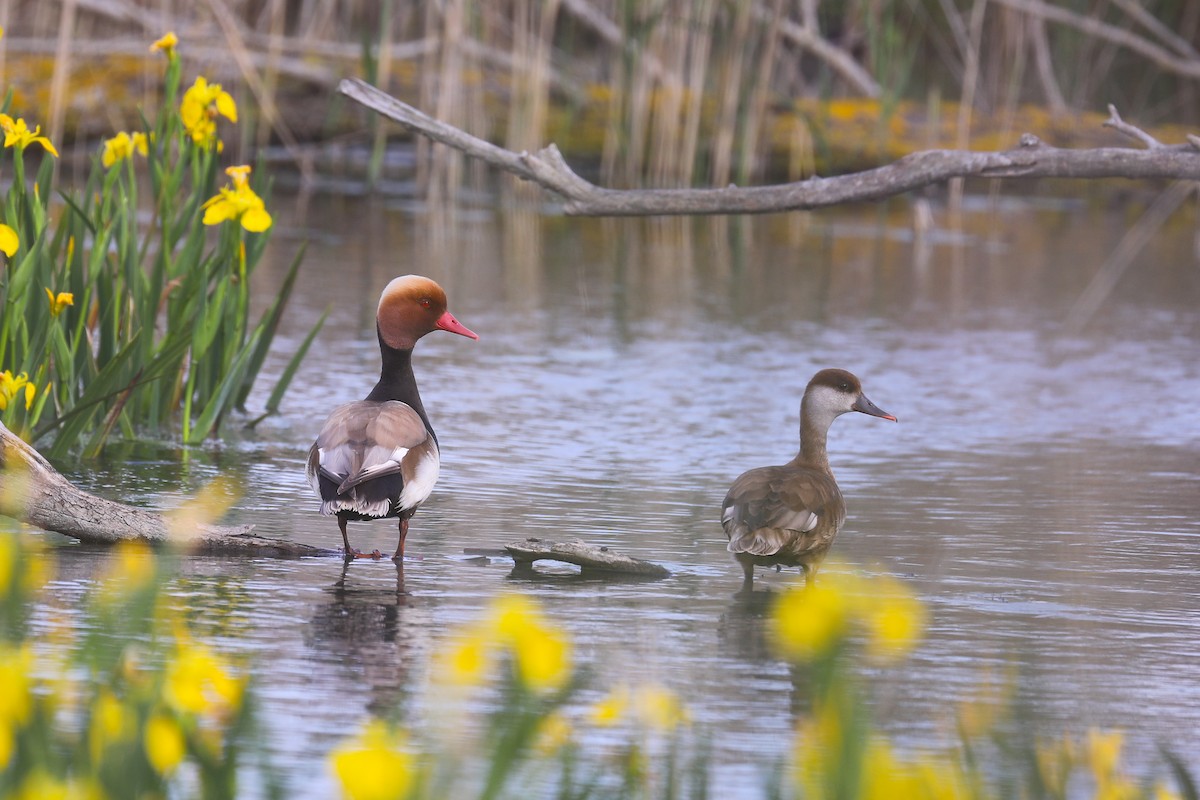 Red-crested Pochard - Thomas Galewski