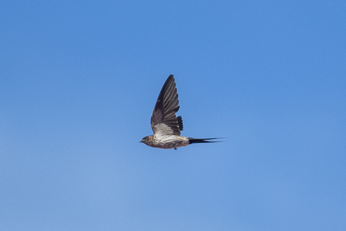 Striated Swallow - ML619685654