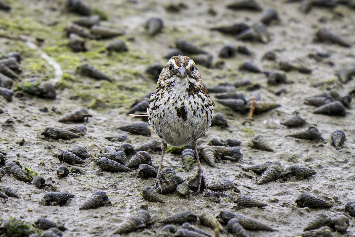 Song Sparrow - ML619685669