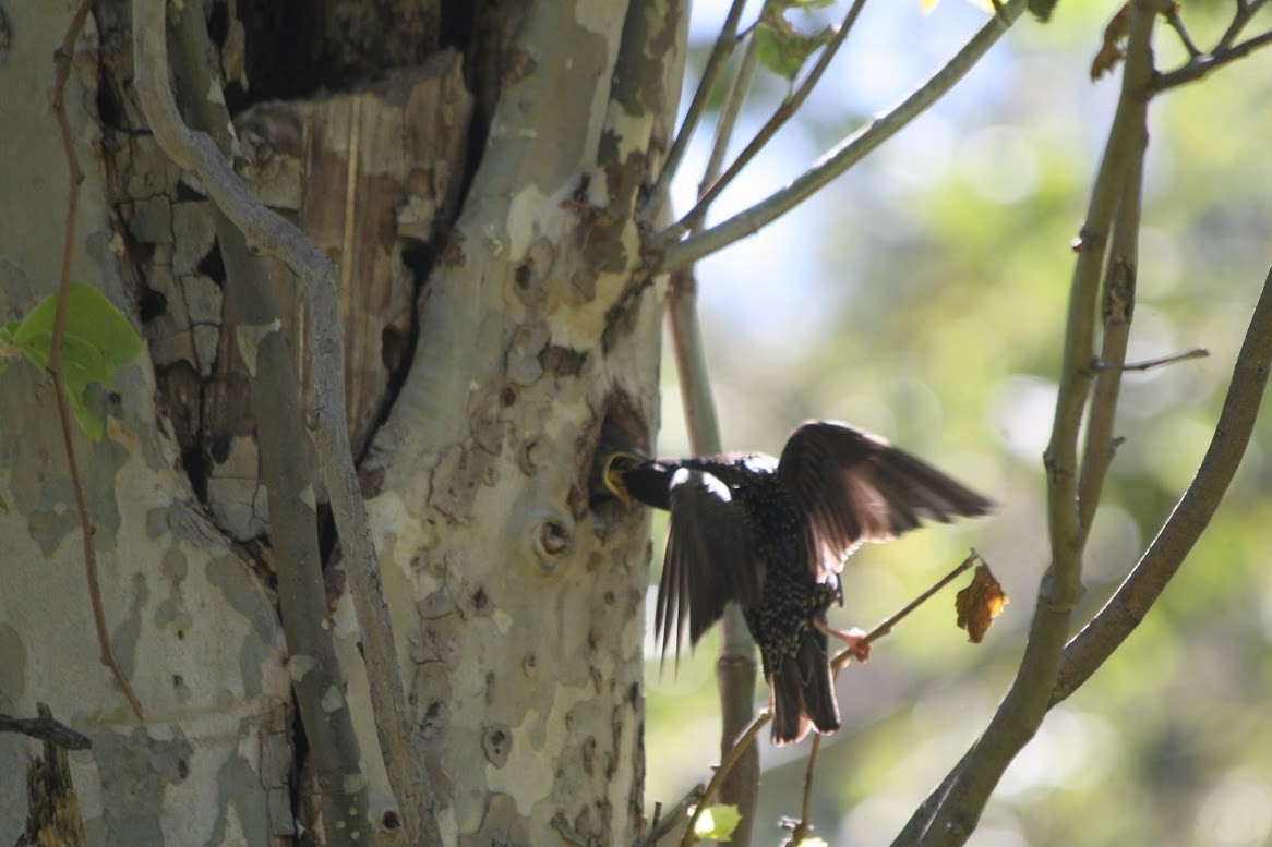 European Starling - ML619685684