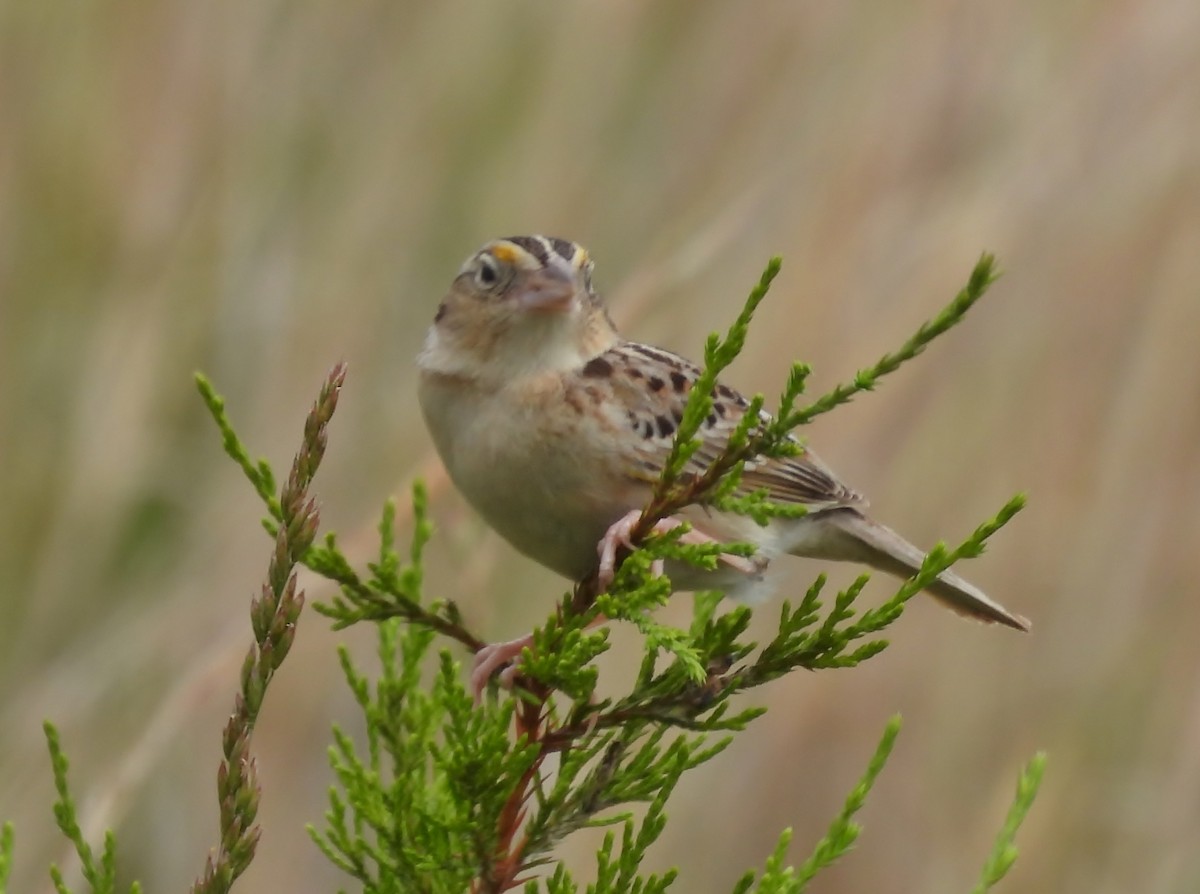 Grasshopper Sparrow - ML619685706