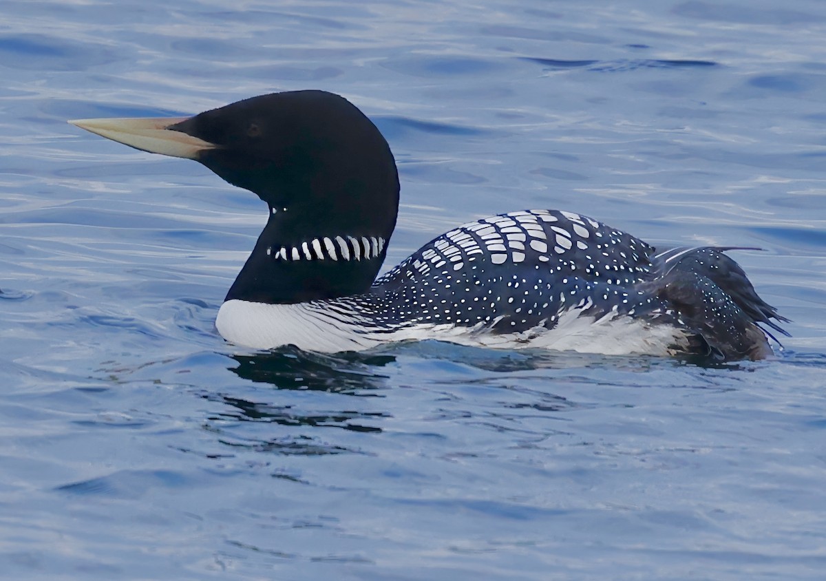 Yellow-billed Loon - ML619685714