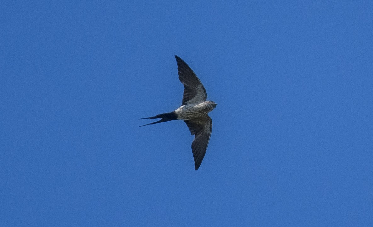 Striated Swallow - ML619685715