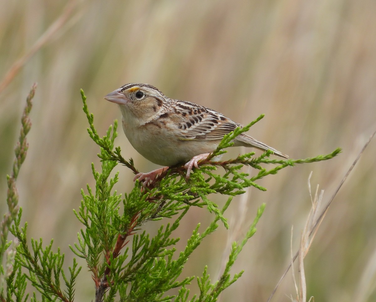 Grasshopper Sparrow - Fannie Courtier