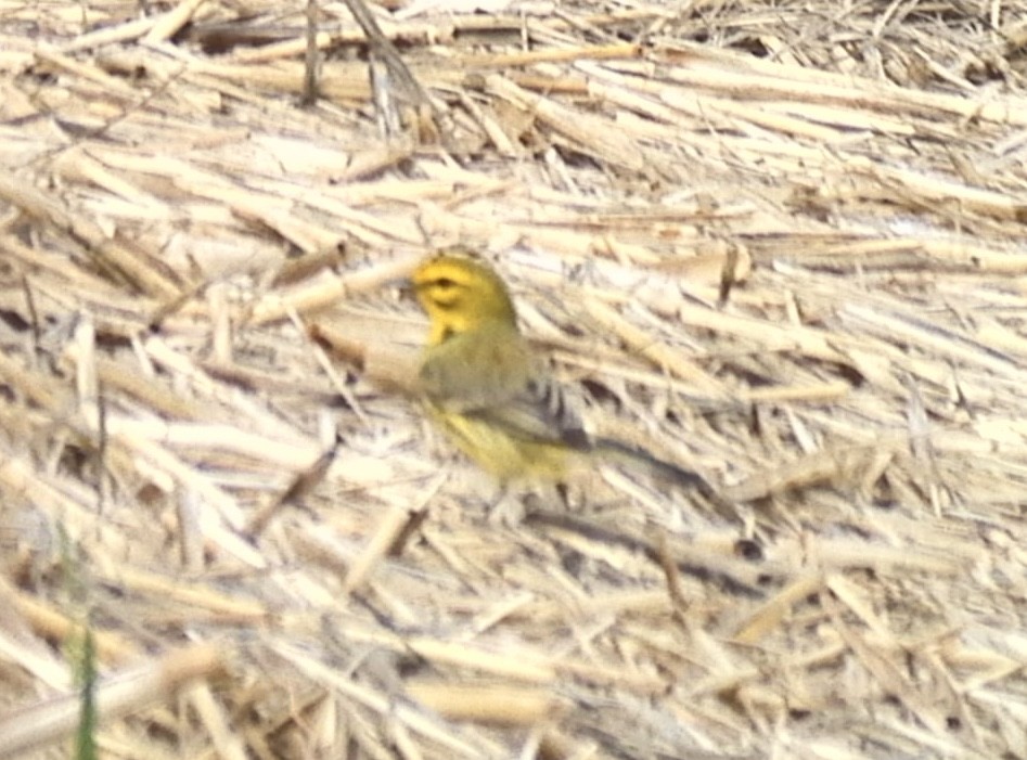 Prairie Warbler - ML619685768