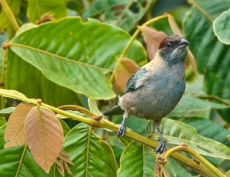 Lesser Antillean Tanager - ML619685781